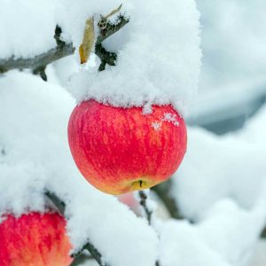 Apple Snow